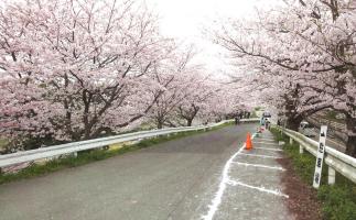 新宮町の各所で桜が満開