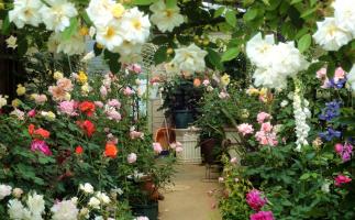 バラが見頃を迎えています