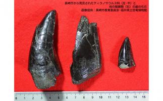国内初!肉食恐竜ティラノサウルス科大型種の化石発見