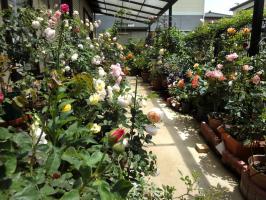 新宮町でもバラが見ごろ