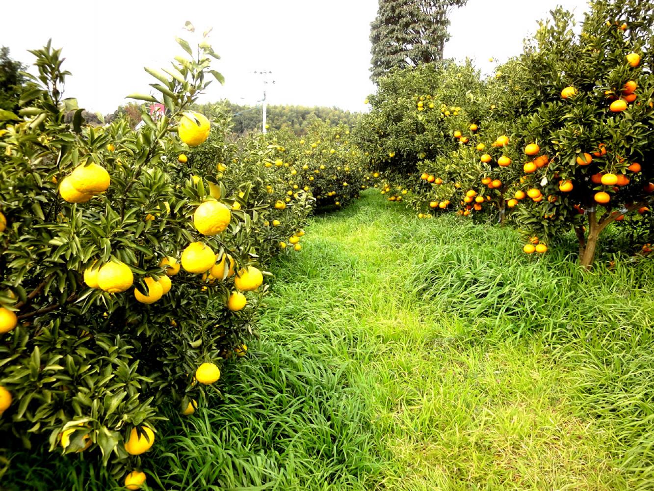 みかん畑。11の畑のひとつです。 いわくま果樹園