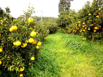 フルーツ農園 いわくま果樹園 新宮町原上のお店